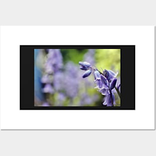 Bluebells in my garden Posters and Art